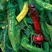 Jimmy Nardello pepper
