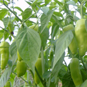 Thai Long Sweet pepper