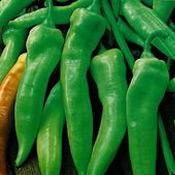 Friarello di Napoli pepper