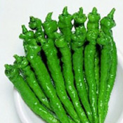 Fushimi pepper